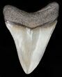 Tan, Serrated, Megalodon Tooth - Georgia #46313-2